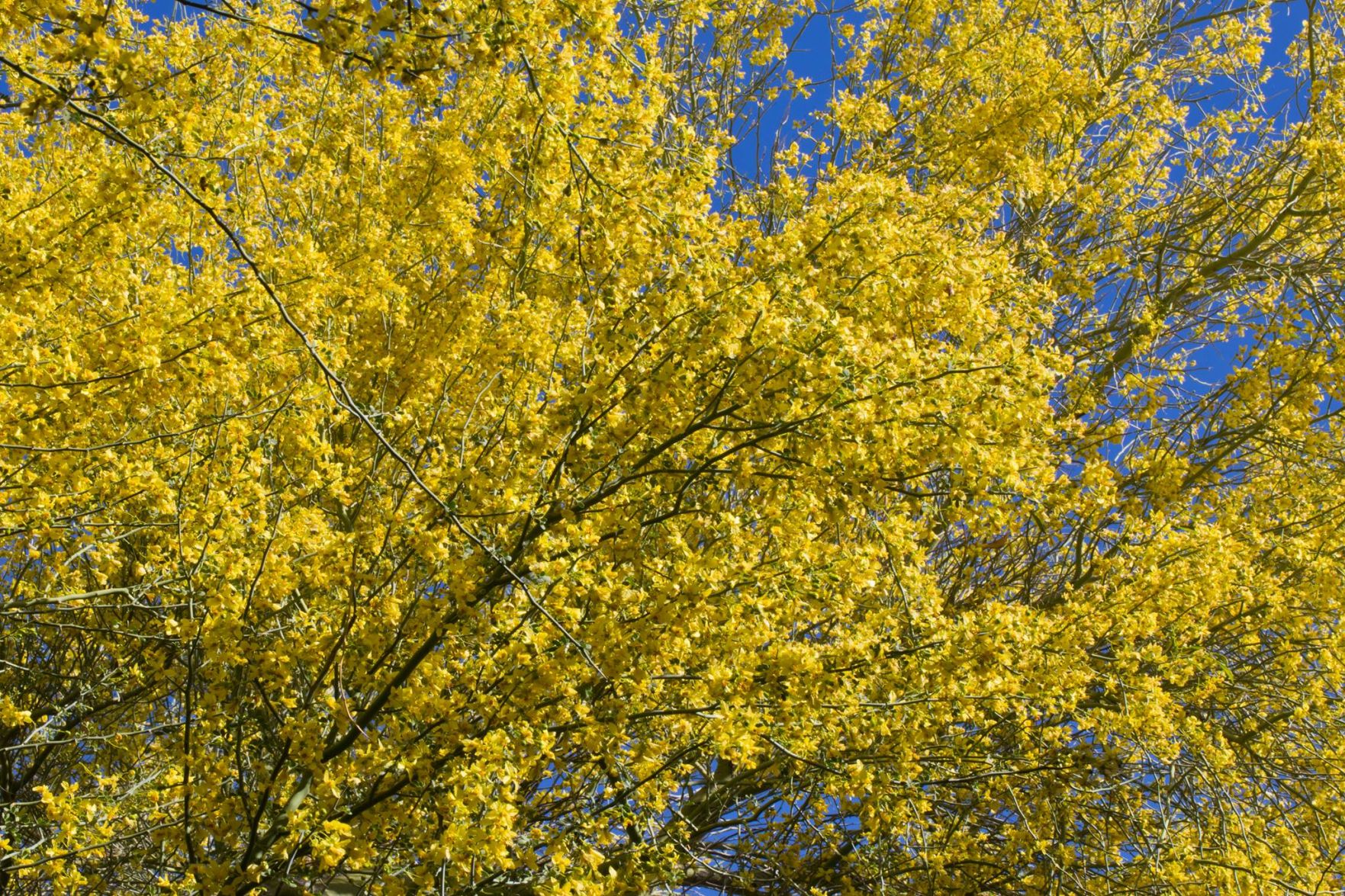 Palo verde trees